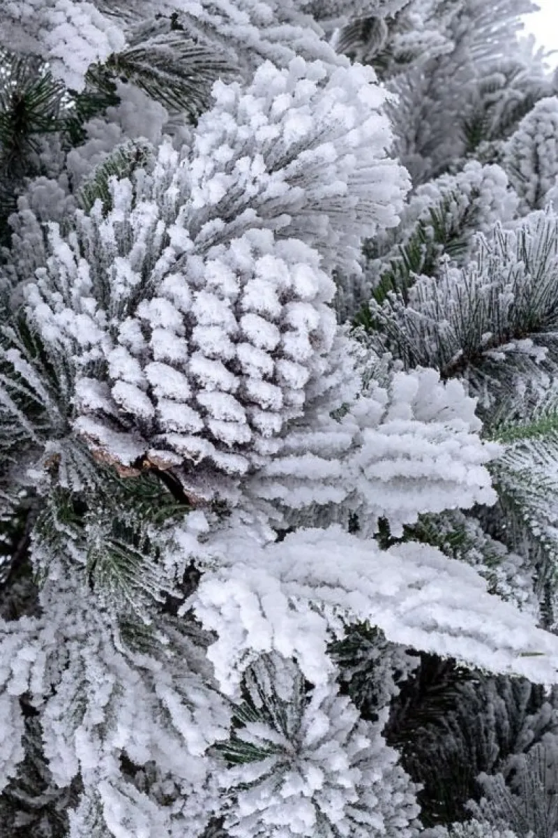 Sale Bizzotto ALBERO ARVES INNEVATO H210-1936RAMI