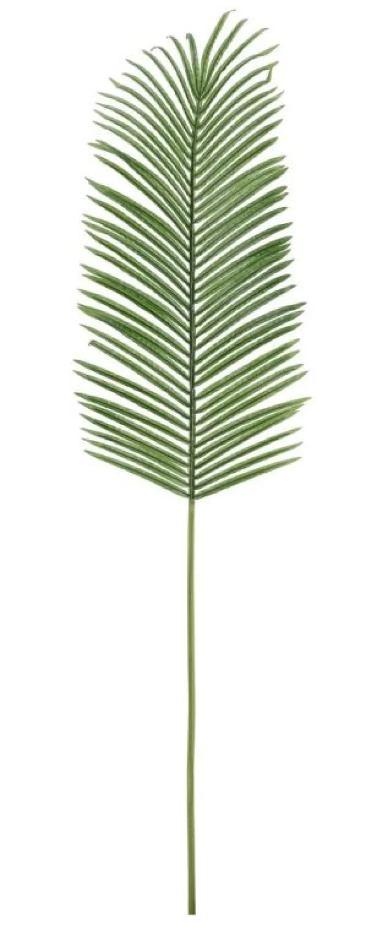 Hot Bizzotto FOGLIA PALMA PHOENIX VERDE H150CM