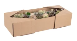 Hot Bizzotto P.CANDELA 3P AILEEN RETT VERDE-NATURALE