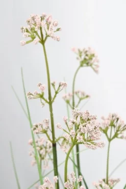 Online Bizzotto PIANTA ALLIUM C-VASO H110