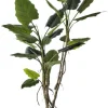 Bizzotto PIANTA ALOCASIA C-VASO 26FOGLIE H200