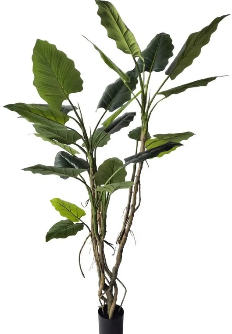 Bizzotto PIANTA ALOCASIA C-VASO 26FOGLIE H200