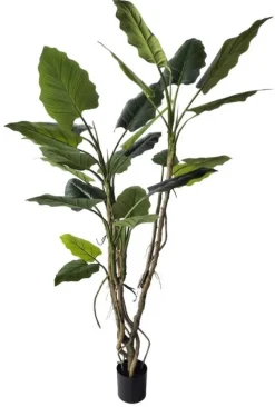 Outlet Bizzotto PIANTA ALOCASIA C-VASO H150