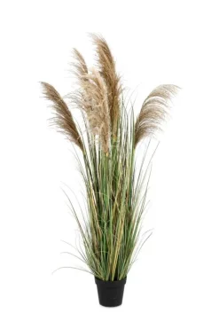Best Bizzotto PIANTA AUSTORDERIA PAMPAS C-VASO H170