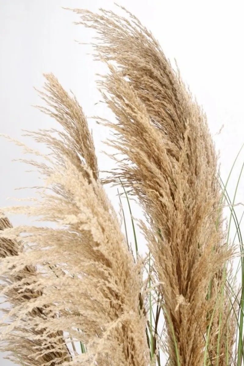 Best Bizzotto PIANTA AUSTORDERIA PAMPAS C-VASO H170