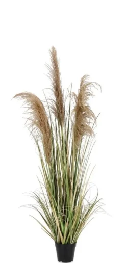 Hot Bizzotto PIANTA AUSTORDERIA PAMPAS C-VASO H145