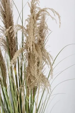 Hot Bizzotto PIANTA AUSTORDERIA PAMPAS C-VASO H145