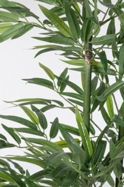 Online Bizzotto PIANTA BAMBOO C-VASO H130