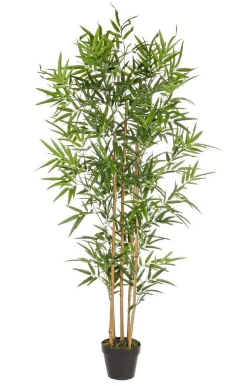 Discount Bizzotto PIANTA BAMBOO C-VASO H155CM