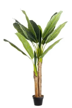 Bizzotto PIANTA BANANO C-VASO 14FOGLIE H135