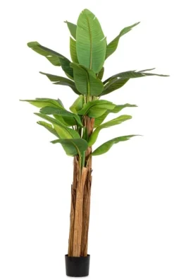 Discount Bizzotto PIANTA BANANO C-VASO 22FOGLIE H240