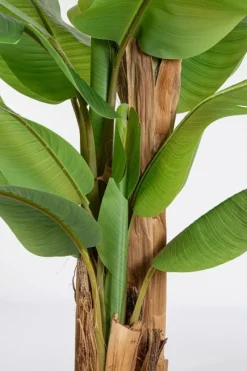 Discount Bizzotto PIANTA BANANO C-VASO 22FOGLIE H240