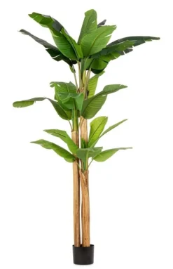 Clearance Bizzotto PIANTA BANANO C-VASO 24FOGLIE H280