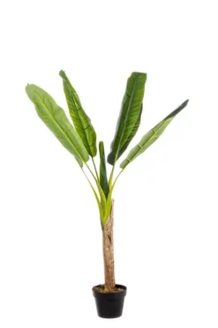 Best Bizzotto PIANTA BANANO C-VASO 7FOGLIE H113