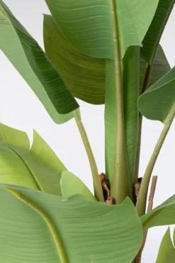 Clearance Bizzotto PIANTA BANANO C-VASO 13FOGLIE H150