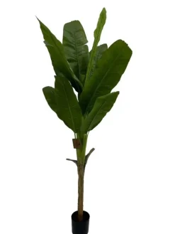 Best Bizzotto PIANTA BANANO C-VASO H210