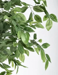 Bizzotto PIANTA BANYAN C-VASO 2480FOGLIE H210