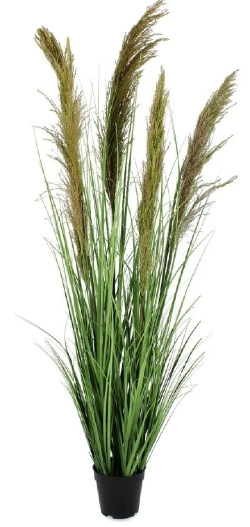 Outlet Bizzotto PIANTA CARINE PAMPAS VERD MARR C-VA H145