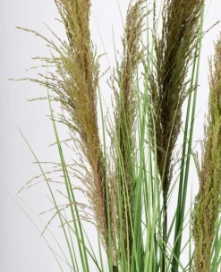 Outlet Bizzotto PIANTA CARINE PAMPAS VERD MARR C-VA H145