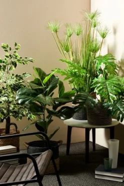 Discount Bizzotto PIANTA DESERTO VERDE C-VASO X9F H120