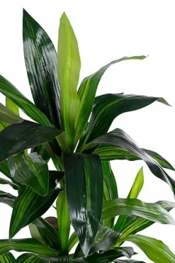 Clearance Bizzotto PIANTA DRACANEA C-VASO 65FOGLIE H110