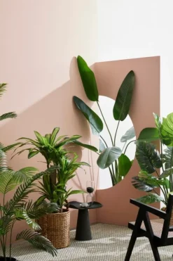 Clearance Bizzotto PIANTA DRACANEA C-VASO 65FOGLIE H110