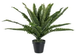 Best Bizzotto PIANTA FELCE H45