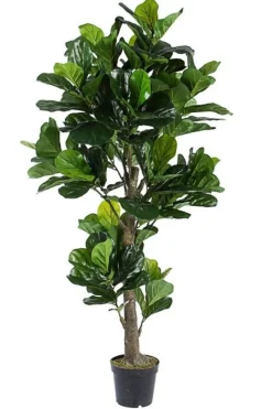 Online Bizzotto PIANTA FICUS LYRATA C-VASO 153FOGL H190