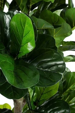 Online Bizzotto PIANTA FICUS LYRATA C-VASO 153FOGL H190