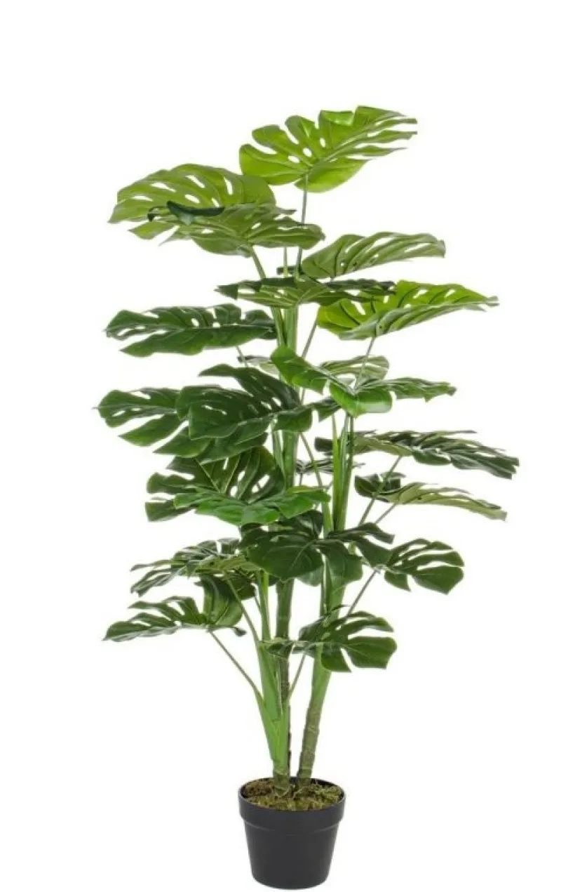 Online Bizzotto PIANTA FILODENDRO C-VASO 23FOGLIE H120CM