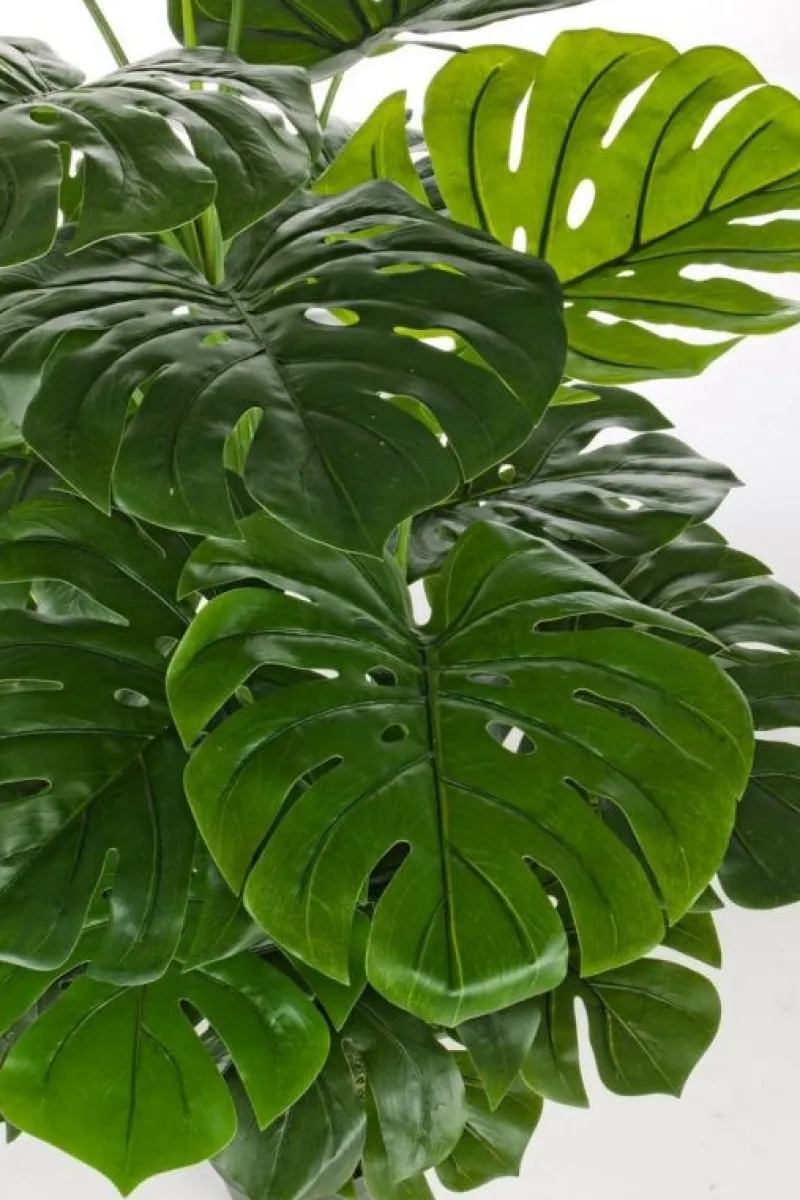 Online Bizzotto PIANTA FILODENDRO C-VASO 23FOGLIE H120CM