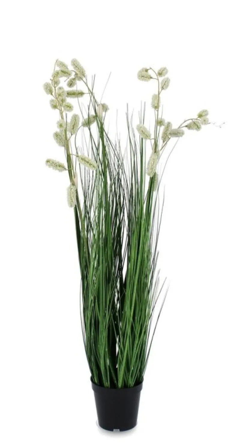 Best Bizzotto PIANTA GREVILLEA BIANCO C-VASO X5F H100