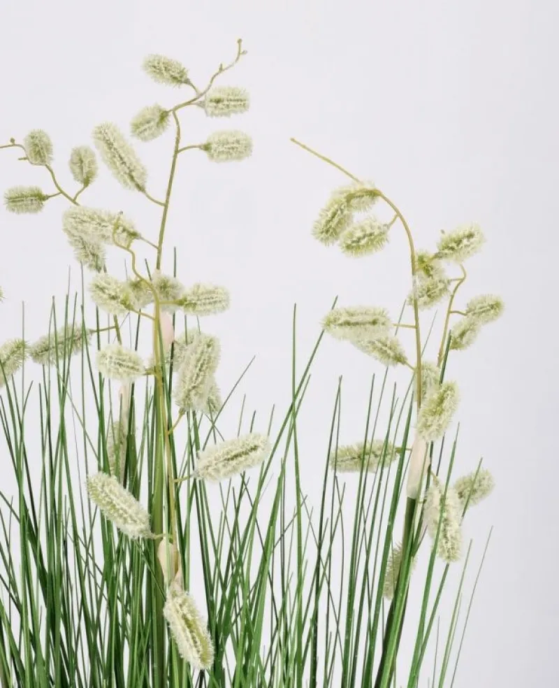 Best Bizzotto PIANTA GREVILLEA BIANCO C-VASO X5F H100