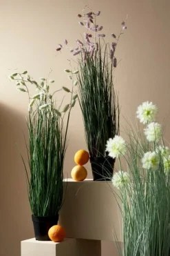 Best Bizzotto PIANTA GREVILLEA BIANCO C-VASO X5F H100