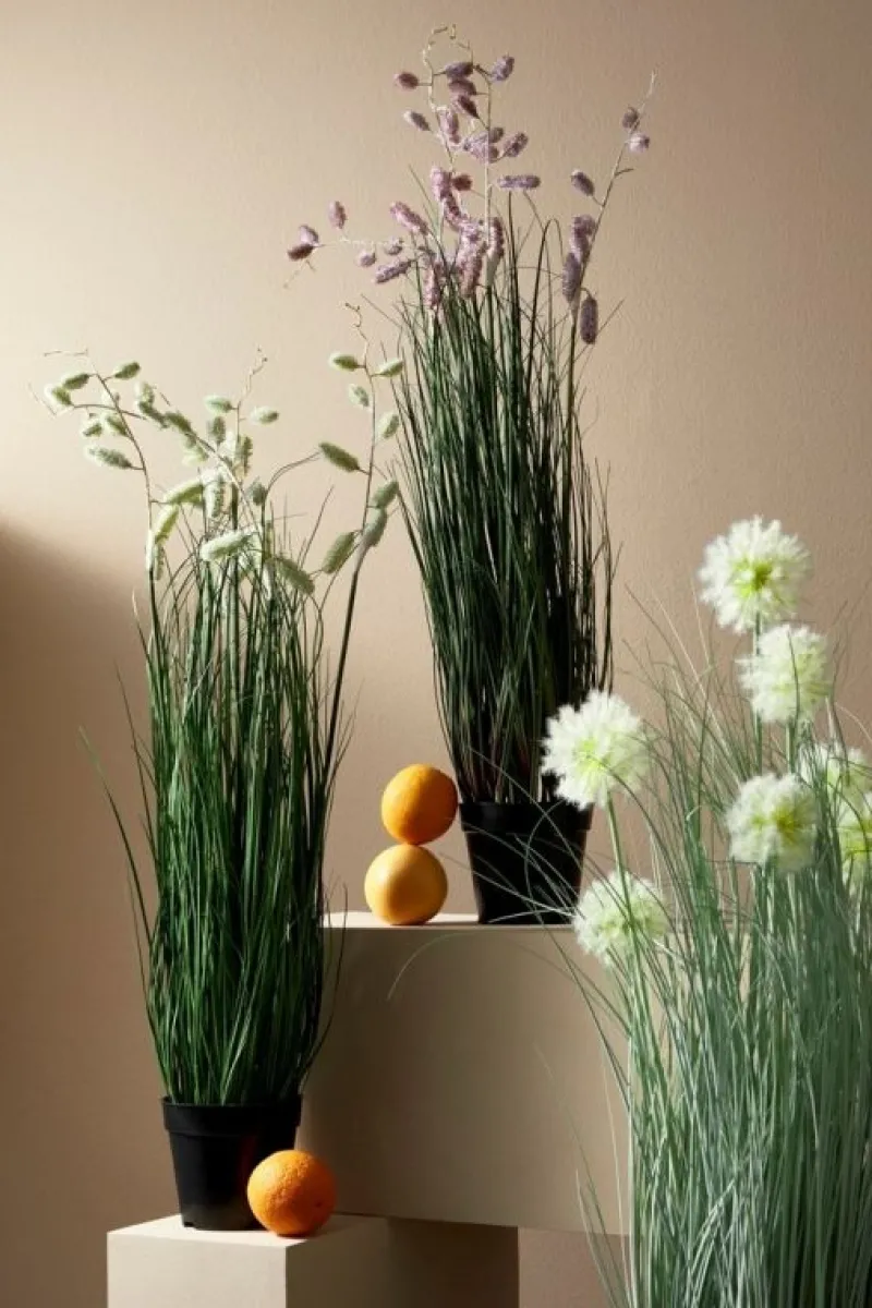 Best Bizzotto PIANTA GREVILLEA BIANCO C-VASO X5F H100