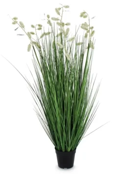 Discount Bizzotto PIANTA GREVILLEA BIANCO C-VASO X7F H120