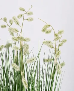 Discount Bizzotto PIANTA GREVILLEA BIANCO C-VASO X7F H120