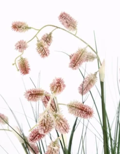 Clearance Bizzotto PIANTA GREVILLEA ROSA C-VASO X5F H100