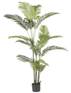 Best Bizzotto PIANTA KENZIA C-VASO 18FOGLIE H180