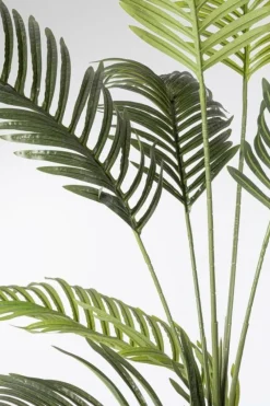 Best Bizzotto PIANTA KENZIA C-VASO 18FOGLIE H180