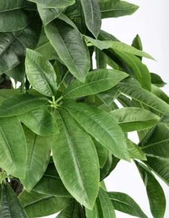 Best Bizzotto PIANTA PACHIRA AQUATICA C-VASO 280F H120