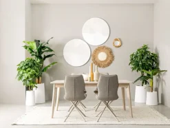 Best Bizzotto PIANTA PACHIRA AQUATICA C-VASO 280F H120