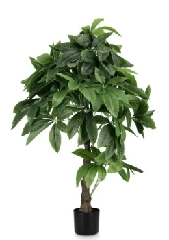 Best Bizzotto PIANTA PACHIRA AQUATICA C-VASO 280F H120