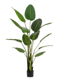 Clearance Bizzotto PIANTA STRELITZIA C-VASO 13FOGLIE H185