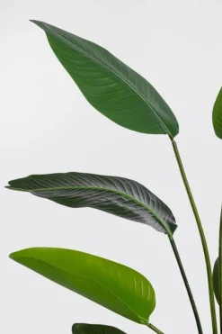 Discount Bizzotto PIANTA STRELITZIA C-VASO 10FOGLIE H150