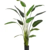 Best Bizzotto PIANTA STRELITZIA C-VASO 13FOGLIE H235