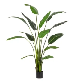 Best Bizzotto PIANTA STRELITZIA C-VASO 13FOGLIE H235