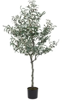 Discount Bizzotto PIANTA ULIVO C-VASO 984FOGLIE H156