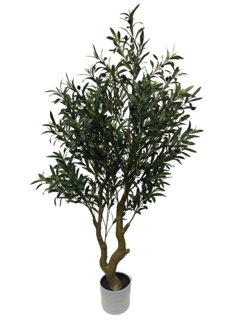 Bizzotto PIANTA ULIVO C-VASO H150