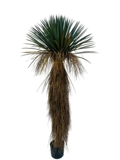 Clearance Bizzotto PIANTA YUKKA ROSTATA C-VASO H180